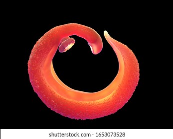 3d Illustration - Schistosoma Adult Haematobium Or Adult Mansoni