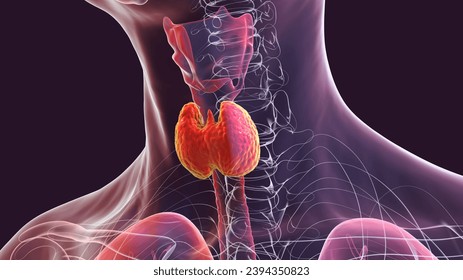 3D illustration showcasing the thyroid gland's position and structure within the human body, highlighting its vital endocrine function.