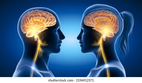 3D Illustration Showing Active Brain And Energetic Vagus Nerve (tenth Cranial Nerve Or CN X) 