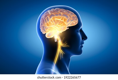 The 3D Illustration Showing Brain And Active Vagus Nerve (tenth Cranial Nerve Or CN X) 