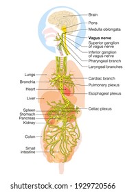 The 3D Illustration Showing Brain And Active Vagus Nerve (tenth Cranial Nerve Or CN X) With Human Organs