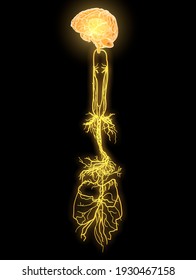 The 3D Illustration Showing Brain And Active Vagus Nerve (tenth Cranial Nerve Or CN X) 