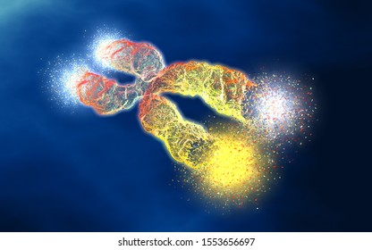 3D illustration showing Chromosome with shortened telomeres