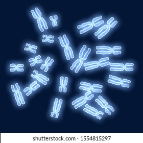 3D illustration showing female x-choromosomes