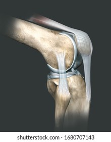 3D illustration showing human knee joint with femur, articular cartilage, meniscus, medial collateral ligament, articular cartilage, patella, kneecap, fibula, tibia, quadriceps tendon, patellar tendon