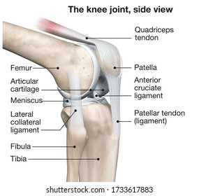 3D illustration showing human knee joint with femur, articular cartilage, meniscus, medial collateral ligament, articular cartilage, patella, kneecap, fibula, tibia, quadriceps tendon, patellar tendon