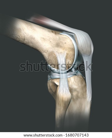 3D illustration showing human knee joint with femur, articular cartilage, meniscus, medial collateral ligament, articular cartilage, patella, kneecap, fibula, tibia, quadriceps tendon, patellar tendon ストックフォト © 