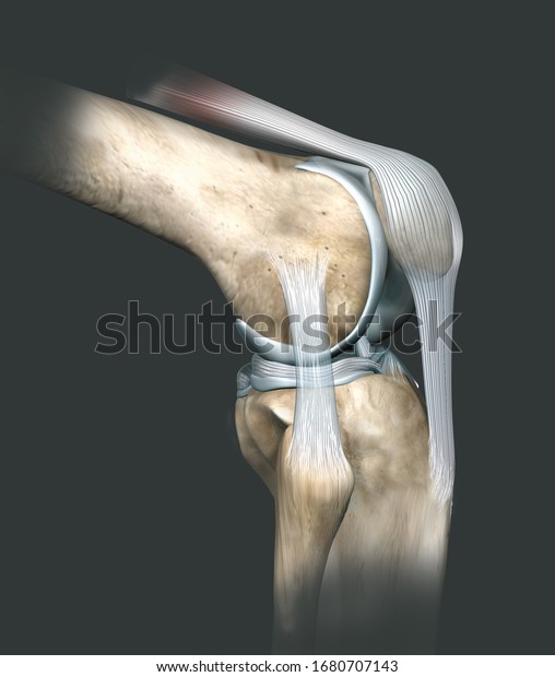 3D illustration showing human knee joint\
with femur, articular cartilage, meniscus, medial collateral\
ligament, articular cartilage, patella, kneecap, fibula, tibia,\
quadriceps tendon, patellar\
tendon