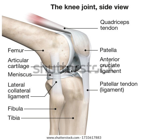 3D illustration showing human knee joint
with femur, articular cartilage, meniscus, medial collateral
ligament, articular cartilage, patella, kneecap, fibula, tibia,
quadriceps tendon, patellar
tendon