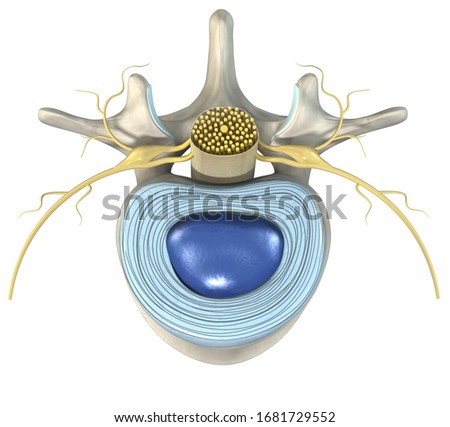 3D illustration showing lumbal vertebra with intervertebral disc, medically 3D illustration Stockfoto © 