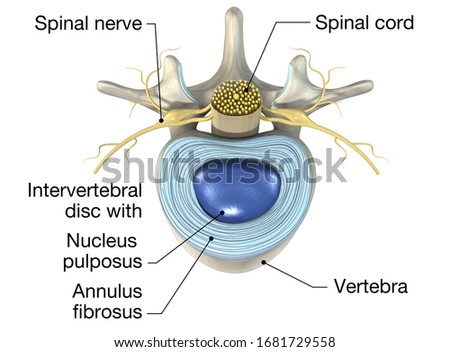 3D illustration showing lumbar vertebra with intervertebral disc, medically 3D illustration Stockfoto © 