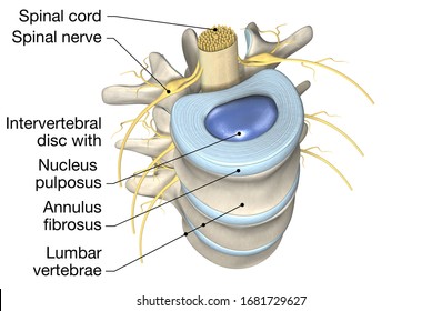 3D illustration showing lumbar vertebrae with intervertebral disc, medically 3D illustration