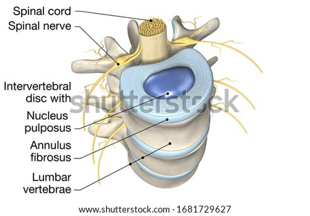 3D illustration showing lumbar vertebrae with intervertebral disc, medically 3D illustration Stockfoto © 