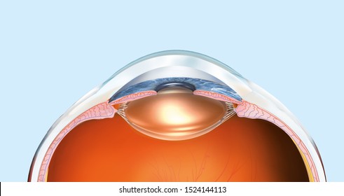 3D illustration showing medically 3D illustration showing human eyepupil, iris, anterior chamber, posterior chamber, ciliary body, eye ball and vitreous body