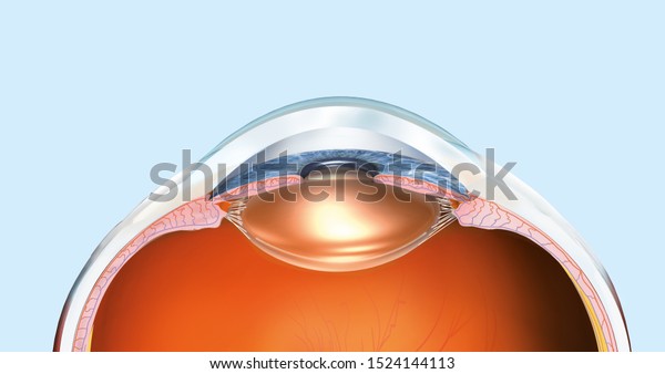 3D illustration showing\
medically 3D illustration showing human eyepupil, iris, anterior\
chamber, posterior chamber, ciliary body, eye ball and vitreous\
body