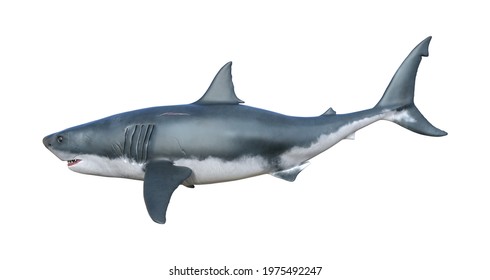 1,599 Shark From Side Images, Stock Photos & Vectors | Shutterstock