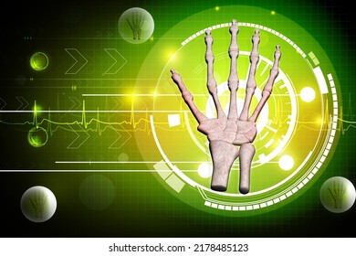 3d Illustration Of Skeletal Hand