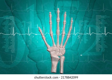 3d Illustration Of Skeletal Hand