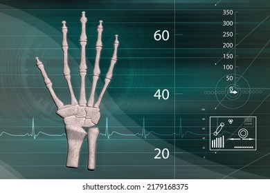 3d Illustration Of Skeletal Hand