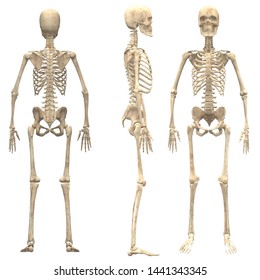 84,545 Human skeleton 3d Images, Stock Photos & Vectors | Shutterstock