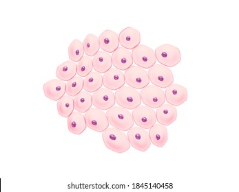 3d Illustration Of Skin Cells Isolated On White , Stem Cell Culture Concept