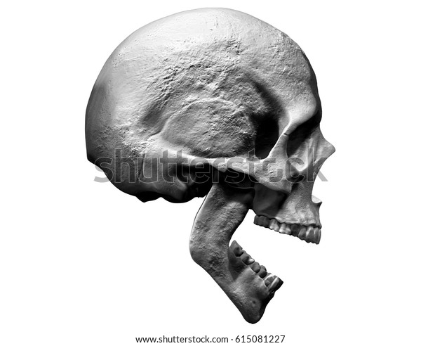 白いkの背景に叫び声を上げる頭蓋骨の3dイラスト のイラスト素材