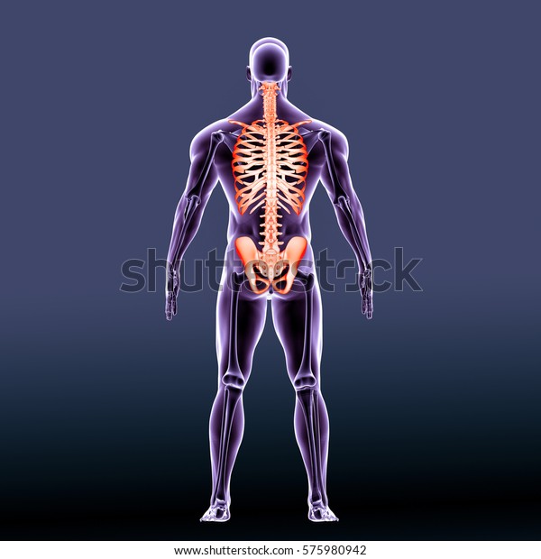 3d Illustration Skull Spine Ribs Hip Stock Illustration 575980942 8937