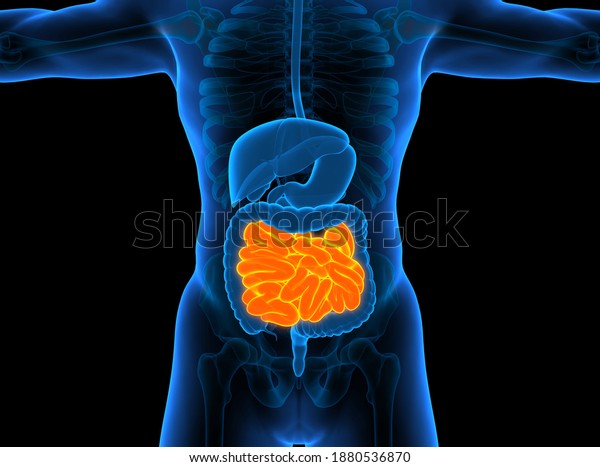 3D illustration of Small Intestine, Part of\
Digestive System.