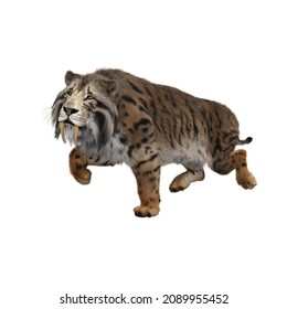 3D Illustration Of A Smilodon, The Extinct Pre-historic Sabre-toothed Tiger Running Isolated On A White Background.