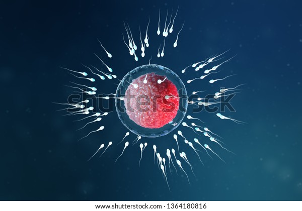 精子と卵細胞 卵子の3dイラスト 精子が近づいてくる卵細胞 自然受精 新しい人生の始まりを受け入れる 顕微鏡の下の赤い核を持つ卵子 移動精子 のイラスト素材