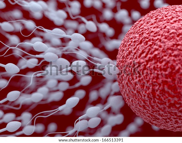 3d Illustration Sperm Egg Cell Insemination Stock Illustration 166513391 