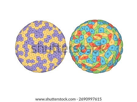 3D illustration of a spheroid model featuring two distinct cell types, showcasing cellular interactions and organization in a three-dimensional structure, highlighting tissue architecture