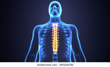 3d Illustration Spinal Cord Thoracic Vertebrae Stock Illustration ...