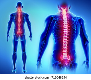 3D illustration of Spine - Part of Human Skeleton.