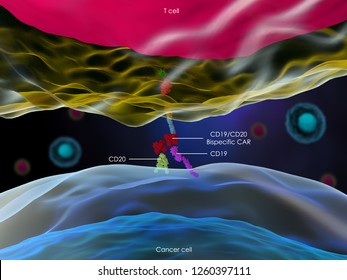 3d Illustration Of A T Cell Expressing A Bispecific CAR Interacting With A Cancer Cell Through CD19 And CD20 Antigens