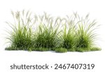 3D illustration of tall grass meadow isolated on white background, nature scenery, lush green grass, realistic nature landscape, natural environment, serene nature backdrop.