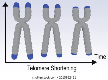 3D illustration of three stages of a chromosome, showing the shortening of a DNA telomere.