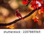 3d illustration of Tiny Red Cardinal on a branch in autumn woods