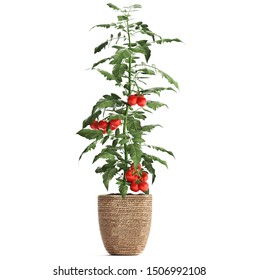3d illustration of tomato in a pot on a white background