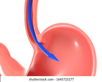 3D Illustration Of The Trachea's Food Path To The Stomach, Passing Through The 
Esophageal Sphincter. Cropped Silhouette On White Background.