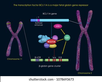 3d Illustration Of The Transcription Factor BCL11A As A Repressor Of Fetal Globin Genes