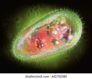 3D Illustration Of Transparent And Colorful Protozoa Or Unicellular Organism