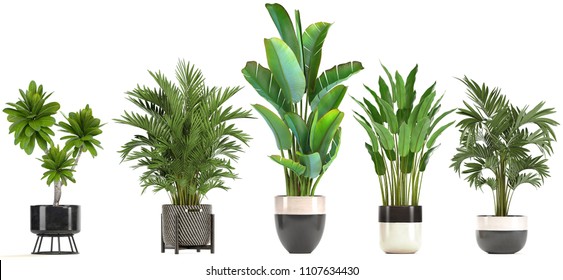 3d Illustration Of Tropical Plants