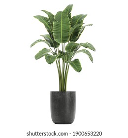 3d Illustration Of Tropical Plants Banana In A Black Pot On A White Background