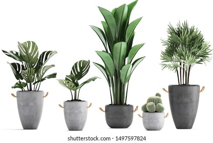 3d Illustration Of Tropical Plants On White Background