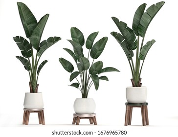 3d Illustration Of Tropical Plants Strelitzia In A White Pot On A White Background