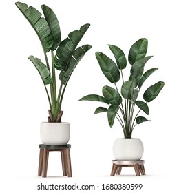 3d Illustration Of Tropical Plants Strelitzia And Banana Bush In A White Pot On A White Background