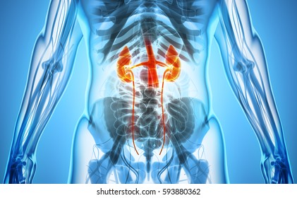 3D illustration of Urinary System - Part of Human Organic. - Shutterstock ID 593880362