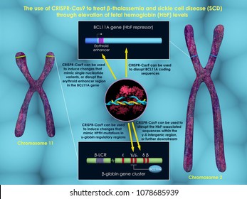 3d illustration of the use of CRISPR-Cas9 to treat beta-thalassemia and sickle cell disease through increasing fetal hemoglobin levels