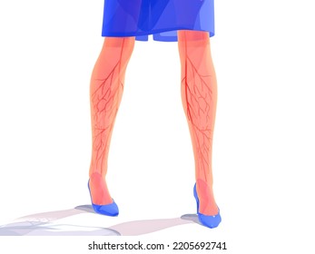 3d Illustration Of Varicose Veins In The Legs Of A Working Woman. Anatomical System Of Veins.